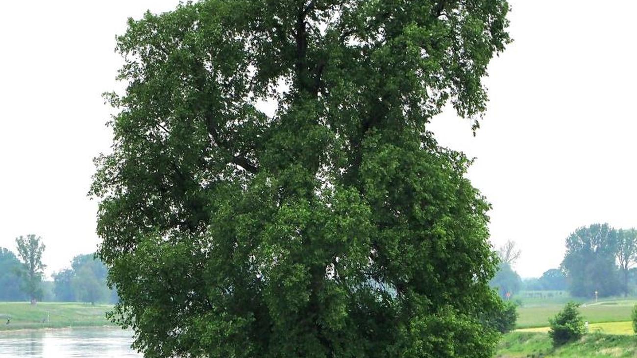 Partnersuche baum