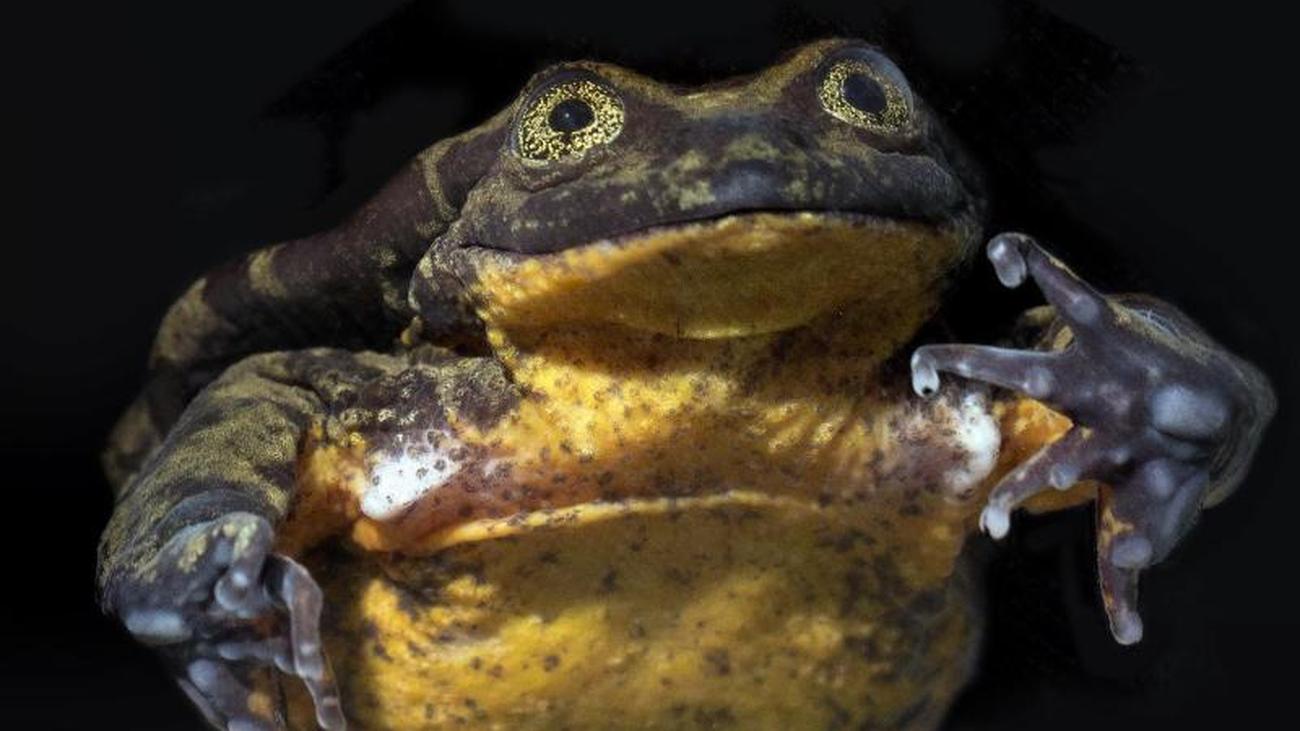 Frosch partnersuche