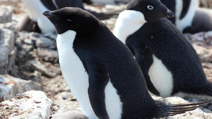 Pinguine partnersuche