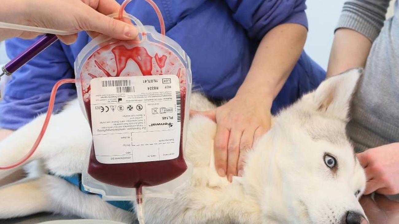 Банки крови для кошек. Гемотрансфузия у животных. Переливание крови у животных. Гемотерапия в ветеринарии. Переливание крови группы крови Ветеринария.