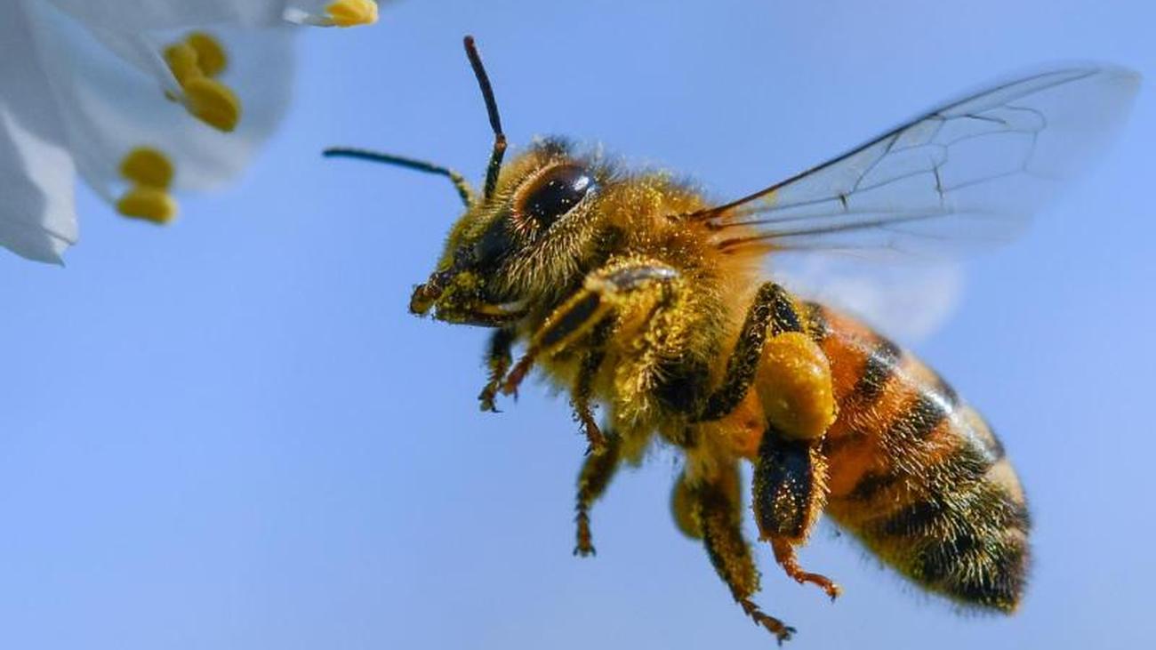 Partnersuche insekten