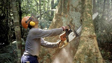 Faktencheck Der Amazonas Regenwald Als Grune Lunge Und Klimaretter Zeit Online