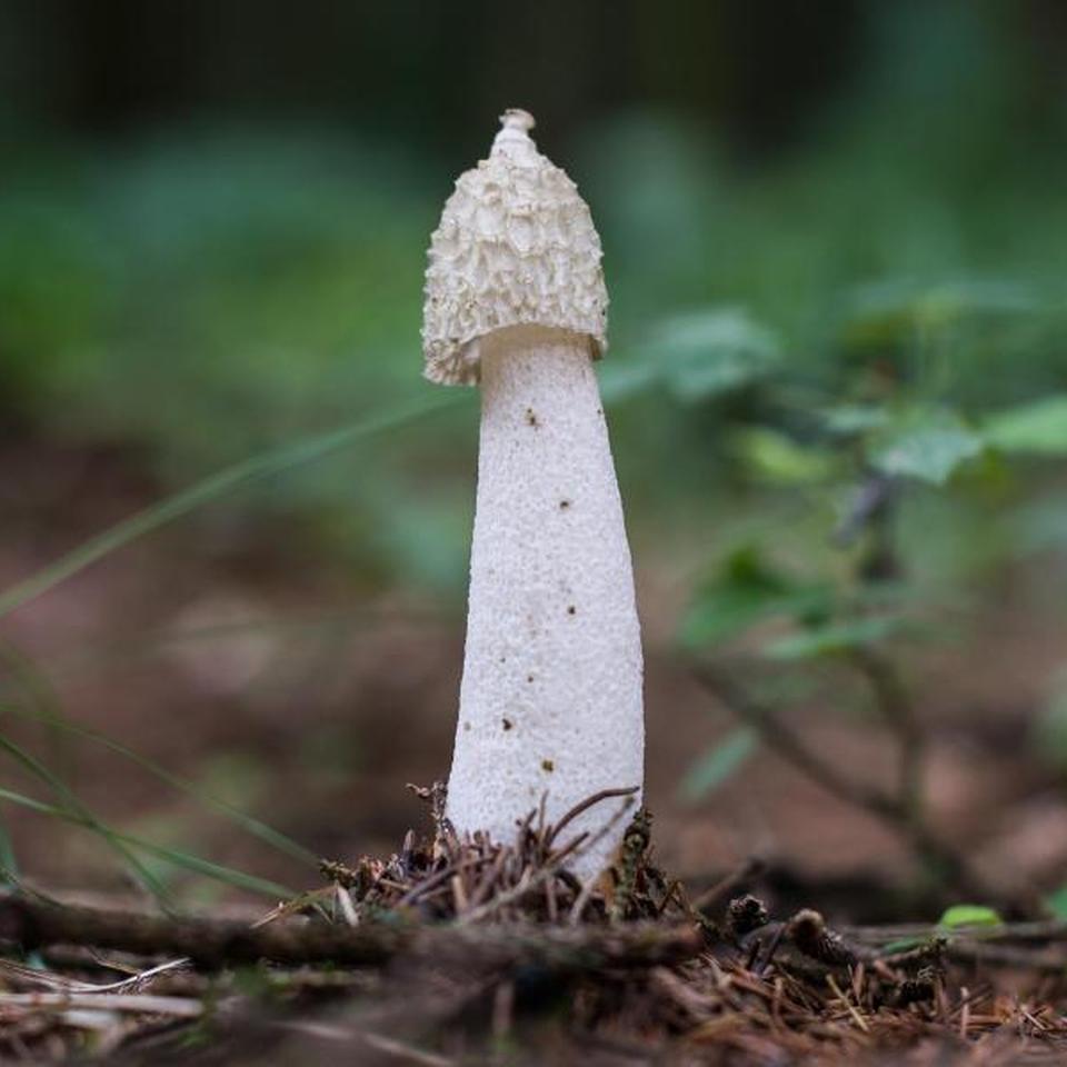 Weißer Stinker im Wald: Die Stinkmorchel ist Pilz des Jahres 2020 | ZEIT  ONLINE