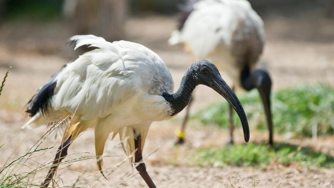 Archäologie: Tier-Mumien: Ägypter opferten Millionen heiliger Vögel - ZEIT ONLINE