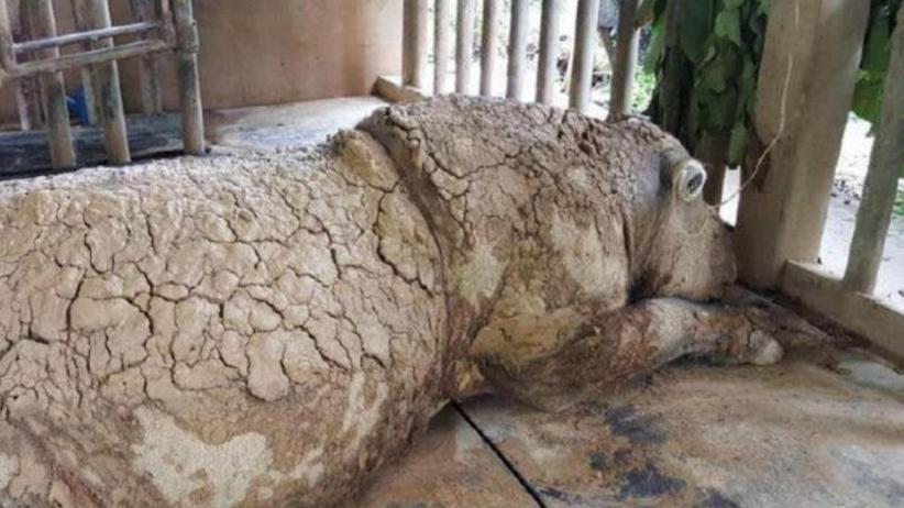 Letztes Weibchen Tot Sumatra Nashorner In Malaysia Ausgestorben Zeit Online