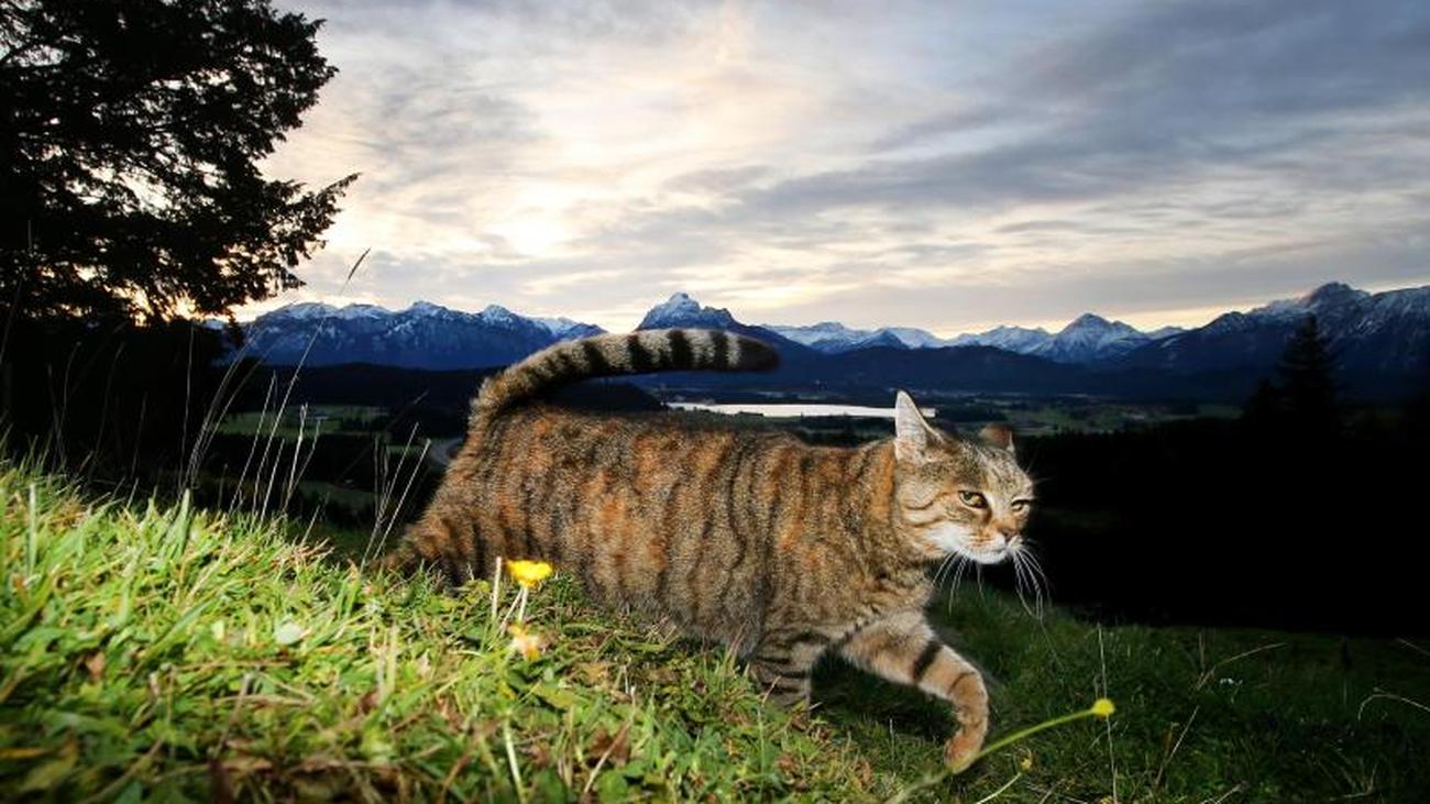 Partnersuche für katzen
