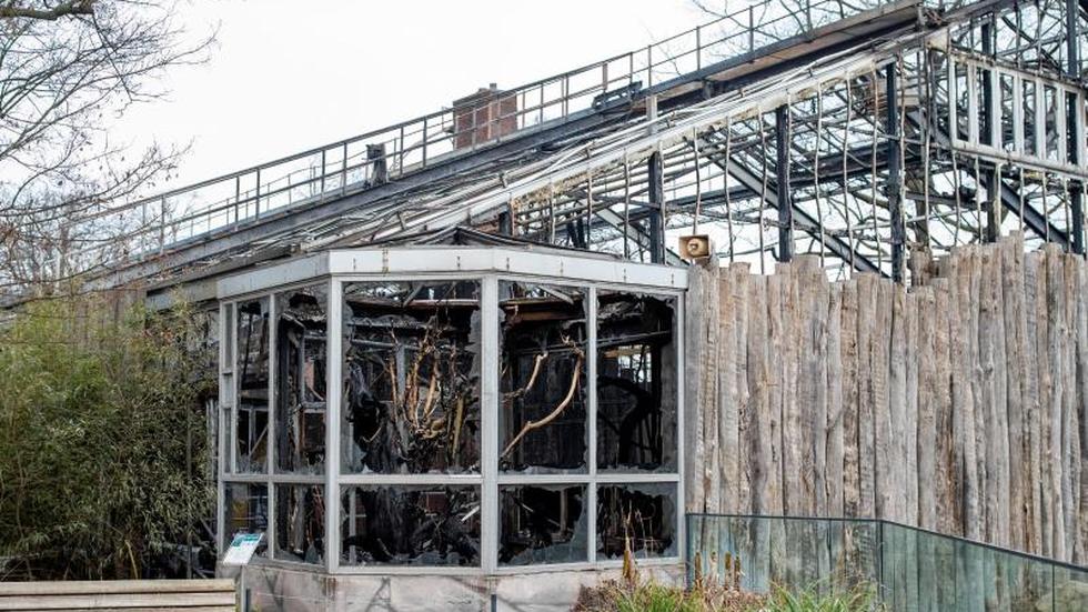 Über 30 Tiere Starben: Krefelder Zoo Nach Brand In Affenhaus Wieder ...