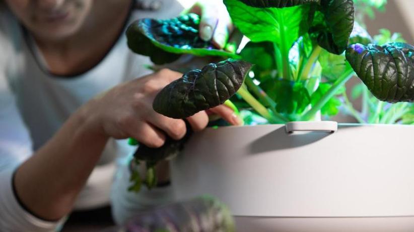 Kräuter und Salat ziehen: Das können Pflanzsysteme fürs Haus | ZEIT ONLINE
