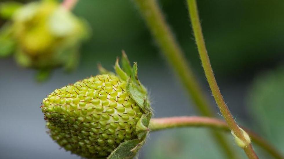 Starthilfe fürs Obst Erdbeeren zum Winterende mit Vlies abdecken