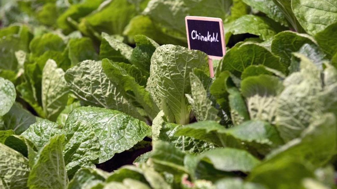 Would You Like To Eat Or Not What Little Black Dots On Chinese Cabbage Mean Teller Report