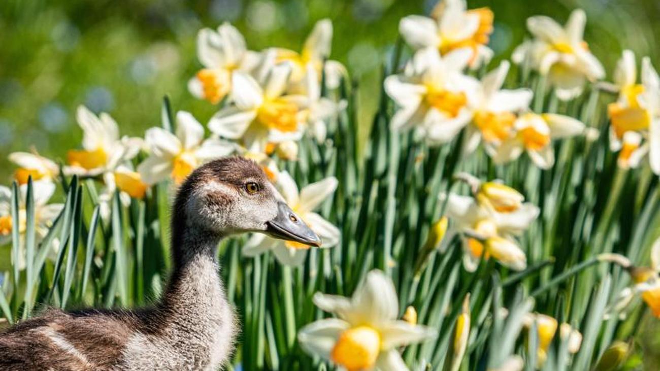 Magnolias And Daffodils Frankfurt S Palm Garden Puts Flower Photos Online Teller Report