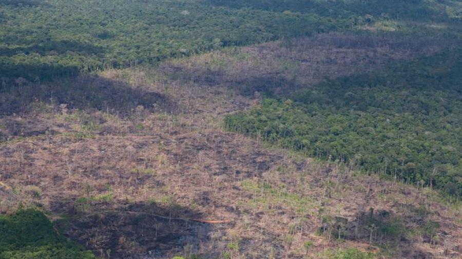 Landraub Gesetz Droht Abholzung In Brasilien Holzfaller Machen Kein Homeoffice Zeit Online