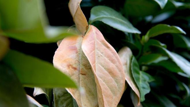 philodendron strawberry shake kaufen Philodendron Strawberry Shake variegata XL