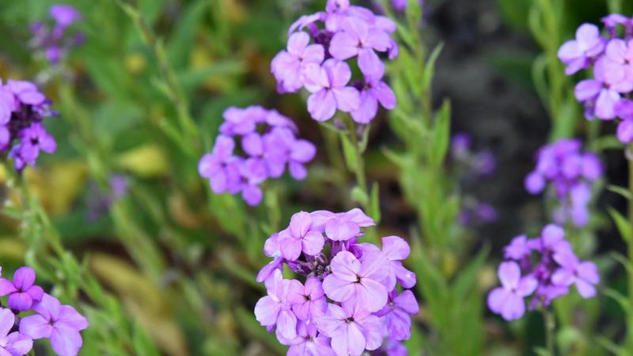 "Sagenhafte Dauerblüher": Zweijährige Pflanzen im Garten ...