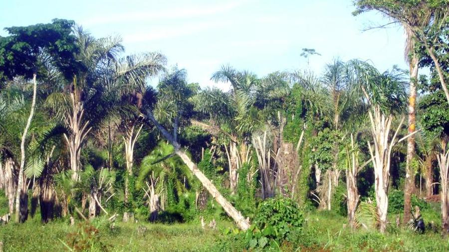 Brennpunkt Der Waldverluste Afrika Wird Zum Hotspot Der Abholzung Zeit Online