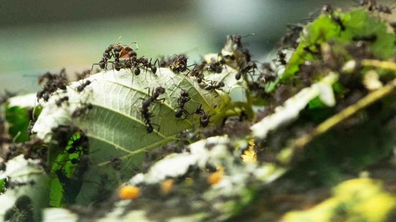 Unerwünschte Mitbewohner: Ameisen im Garten bekämpfen ...