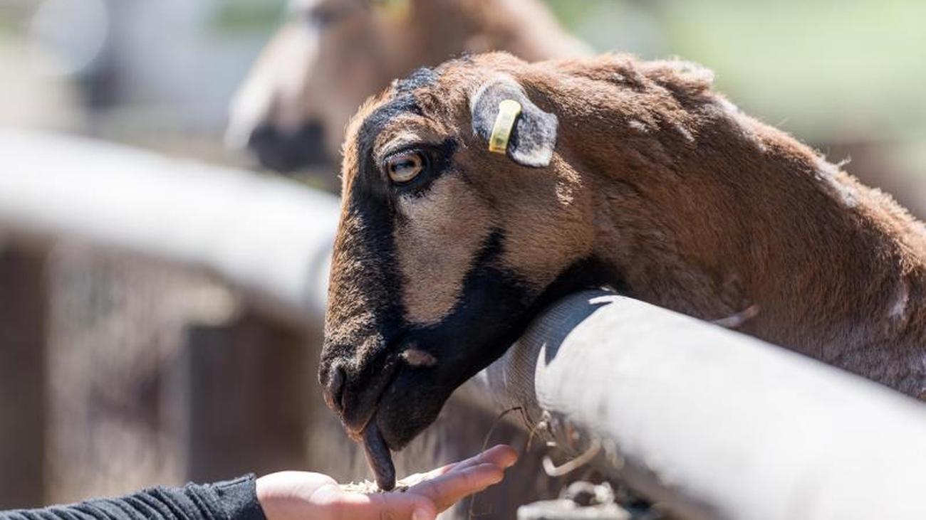 Ziegenstreicheln Ohne Meckerei So Gelingt Der Streichelzoo Besuch Mit Kindern Zeit Online