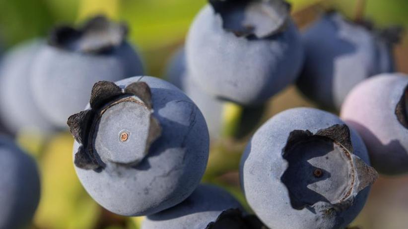 Blueberries partnersuche