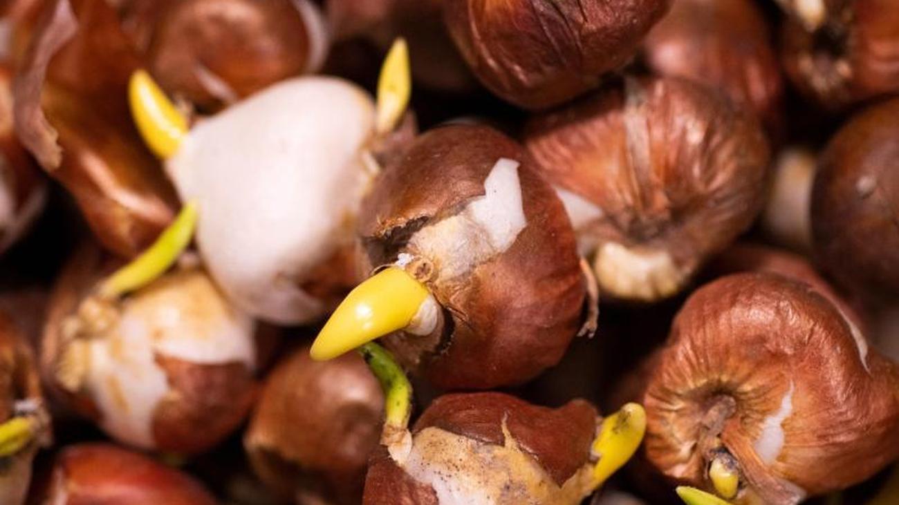 Garten-Tipp: Den Frühling vorbereiten- jetzt Blumenzwiebeln pflanzen