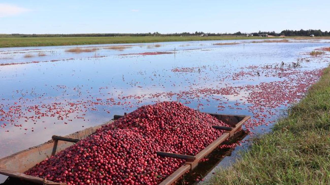 Sauer, gesund, lecker: Zur Cranberry-Ernte nach Wisconsin | ZEIT ONLINE