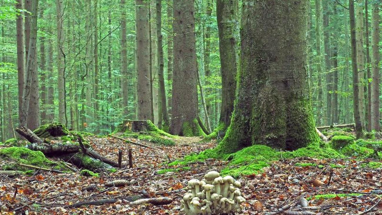 Partnersuche bayerischer wald