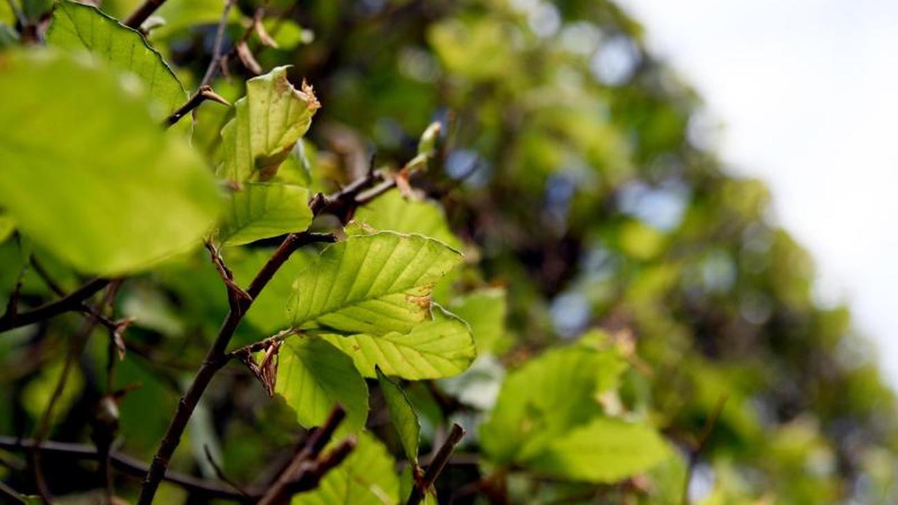 Wie Hoch Darf Ein Baum Zum Nachbarn Sein