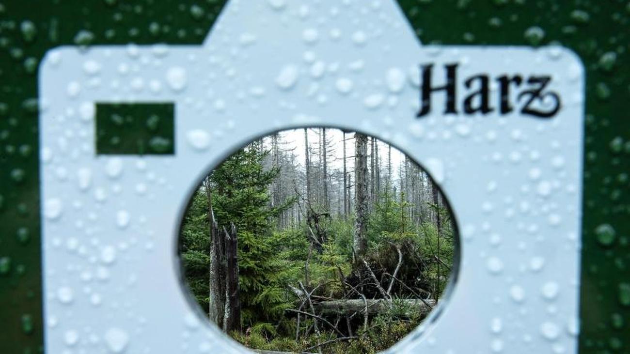 Partnersuche im harz