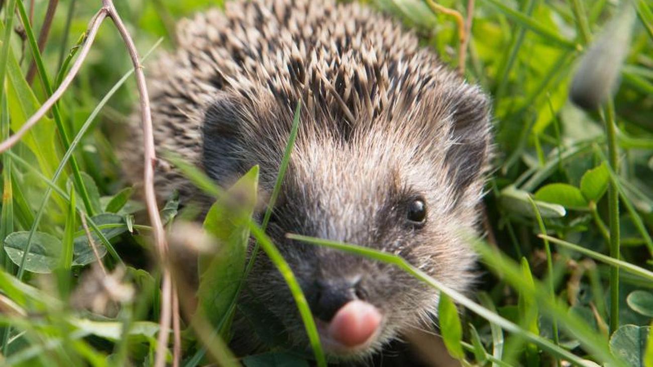 Igel partnersuche