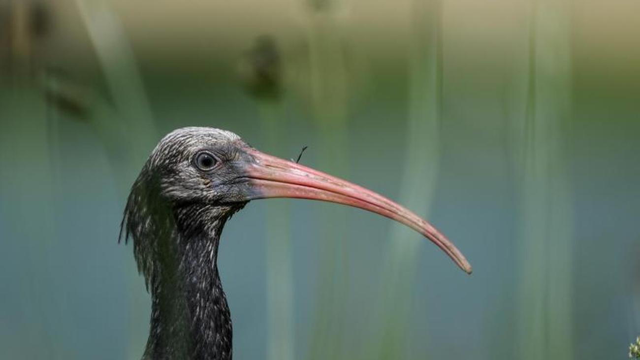 Tiere: GPS-Sender schädigen Augenlicht der Waldrappe ...