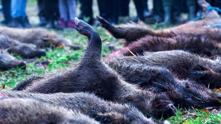 Agrar Jagdprasident Herbstjagd Auf Wildschweine Notig Zeit Online