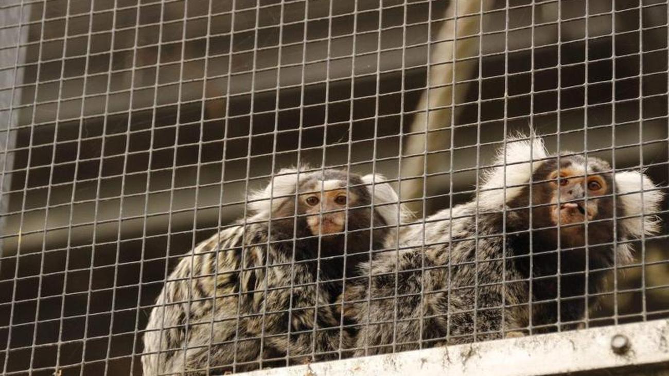 Tierrechtsaktivistin darf für eine Nummer aus dem Käfig Tierrechtsaktivistin darf für eine Nummer aus dem Käfig