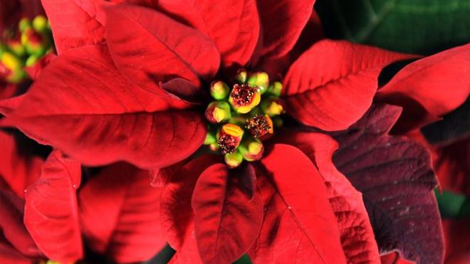 Pflege-Tipps: So bleibt der Weihnachtsstern lange schn | DIE ZEIT