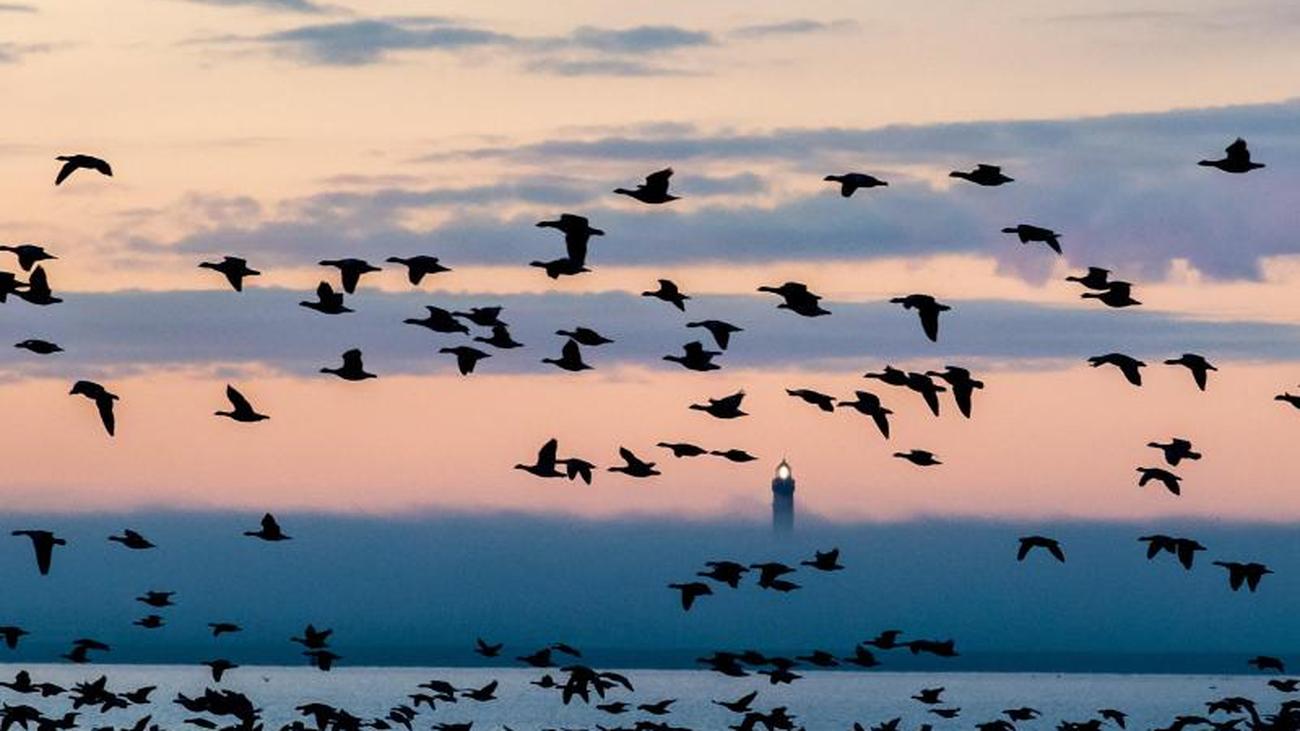 Tiere: Weißwangengans ist "Seevogel des Jahres 2021" | ZEIT ONLINE