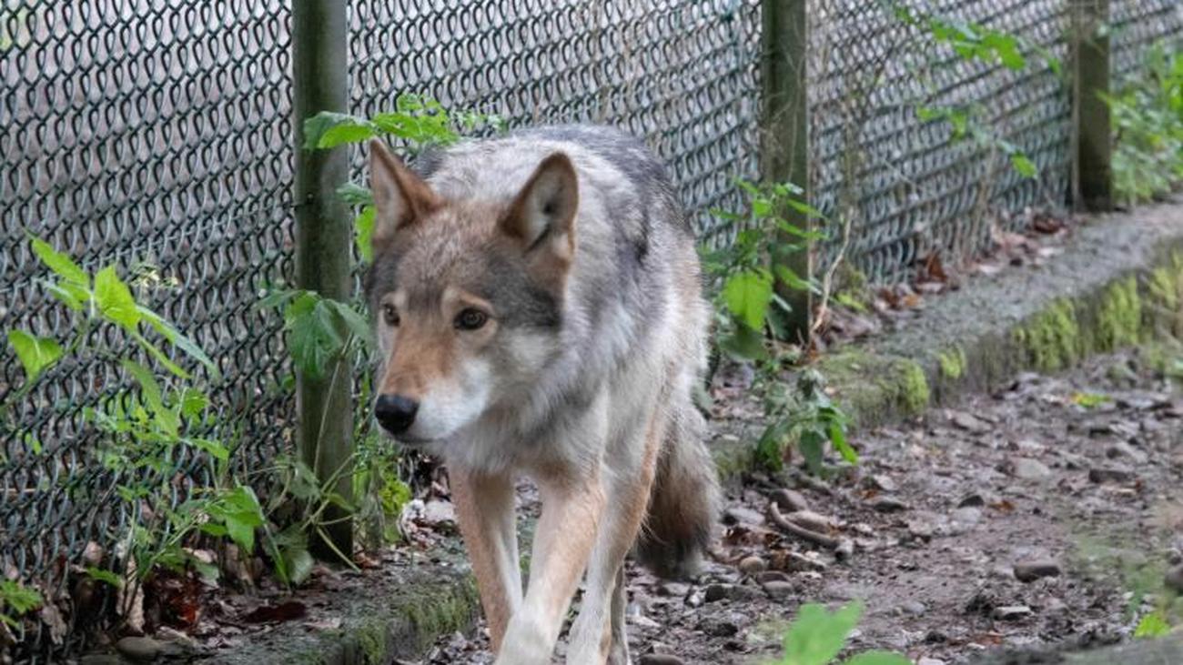 Natur: Mehr Wölfe in Sachsen-Anhalt: Nutztierrisse | ZEIT ONLINE