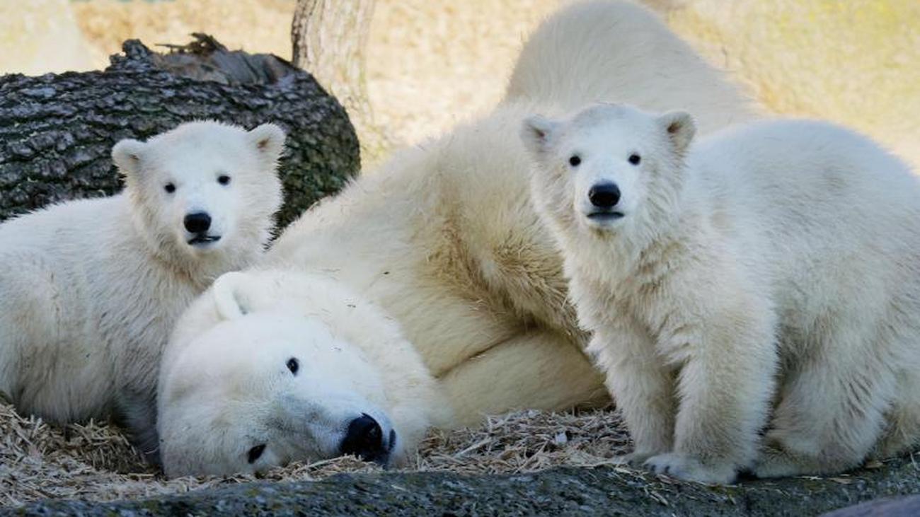 Freizeit Eisbaren Bekommen Zum Ersten Geburtstag Torten Und Geschenke Zeit Online