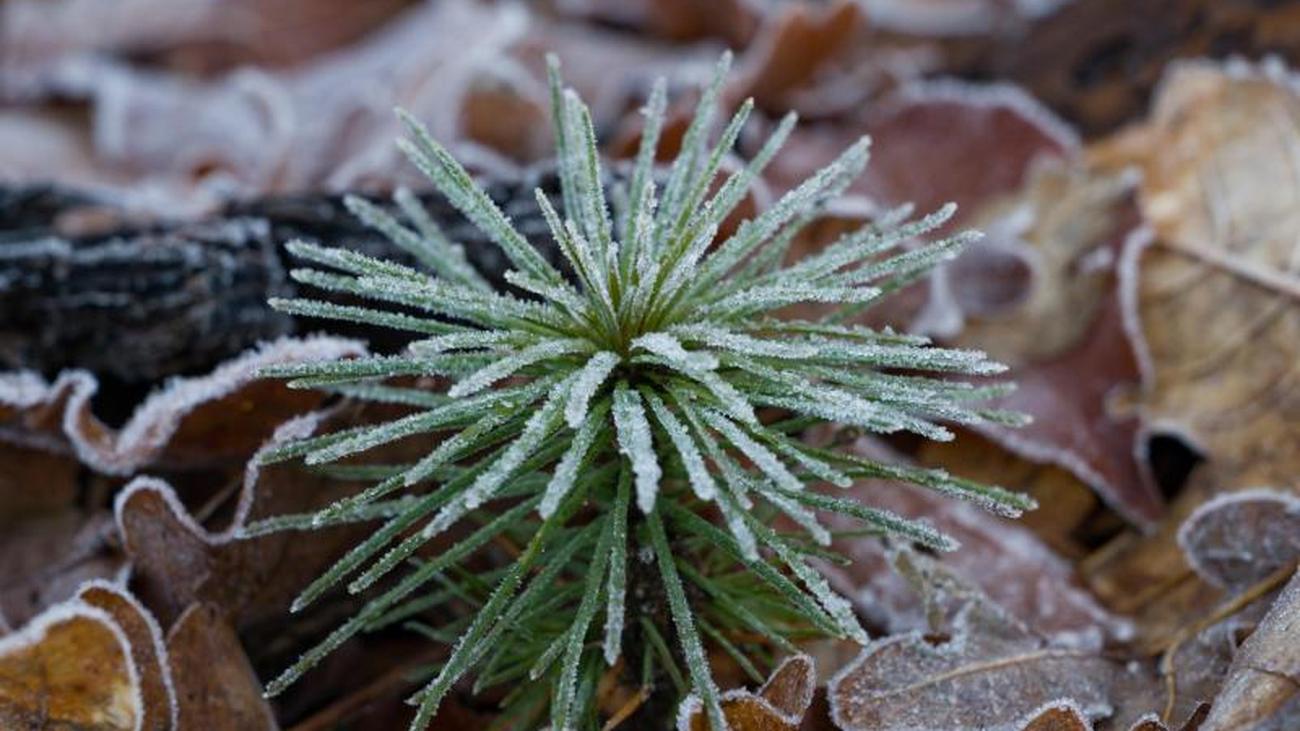 Wetter Kaltes Wochenende Fur Hessen Und Neuer Schnee Zeit Online