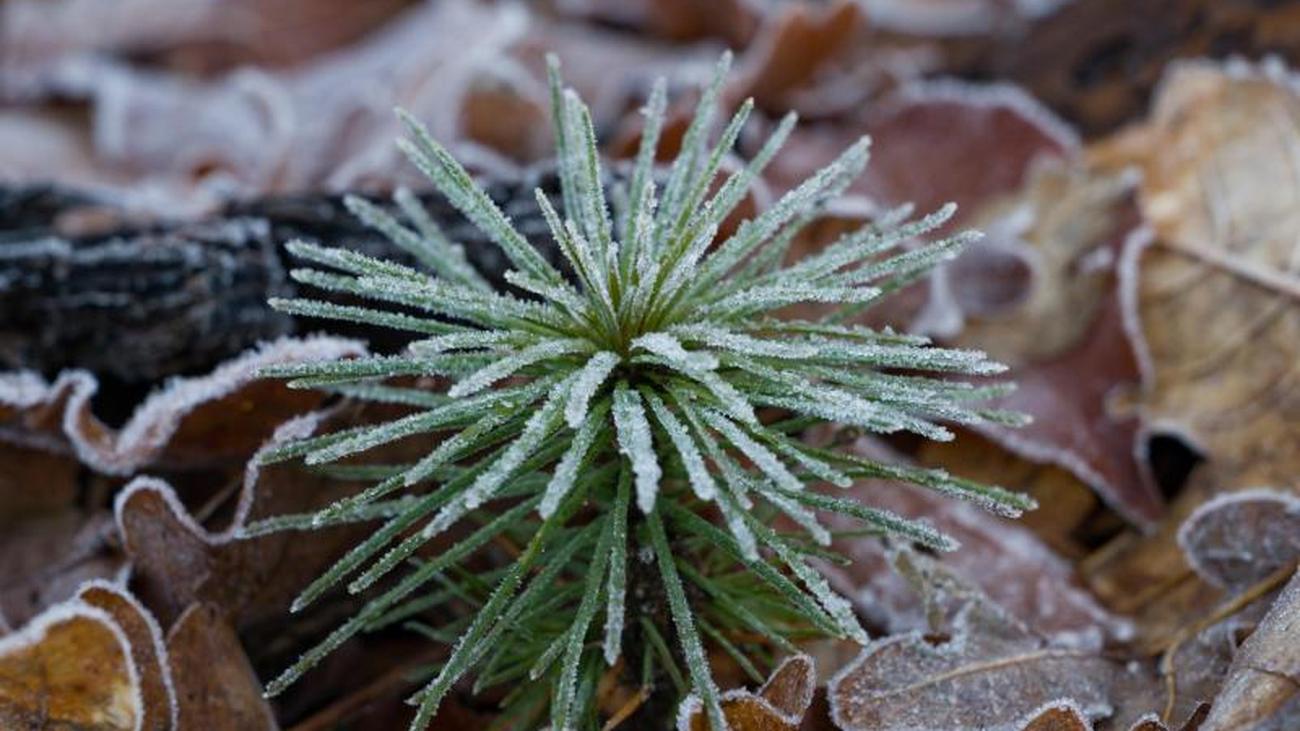 Wetter Kaltes Wochenende Fur Hessen Und Neuer Schnee Zeit Online