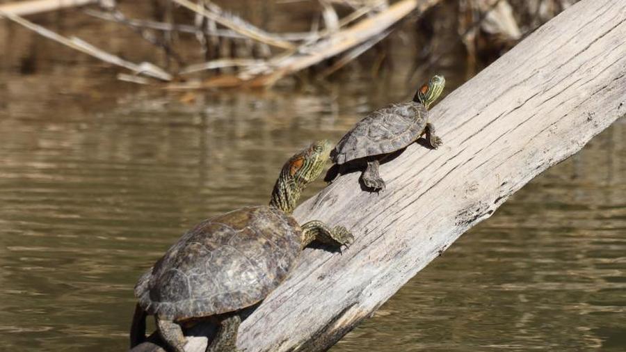 Texas Was Den Big Bend Nationalpark So Besonders Macht Zeit Online