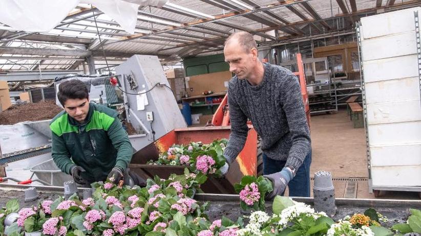 Gartenbaubetriebe und Corona: Tausenden Blumen droht der Abfallhaufen