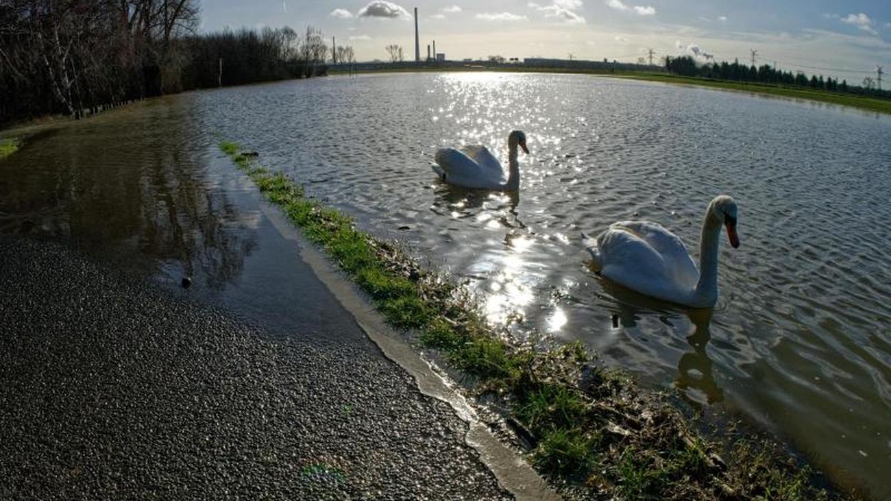 Hochwasser: Hochwasser im Rhein steigt: "Entspannung nicht ...