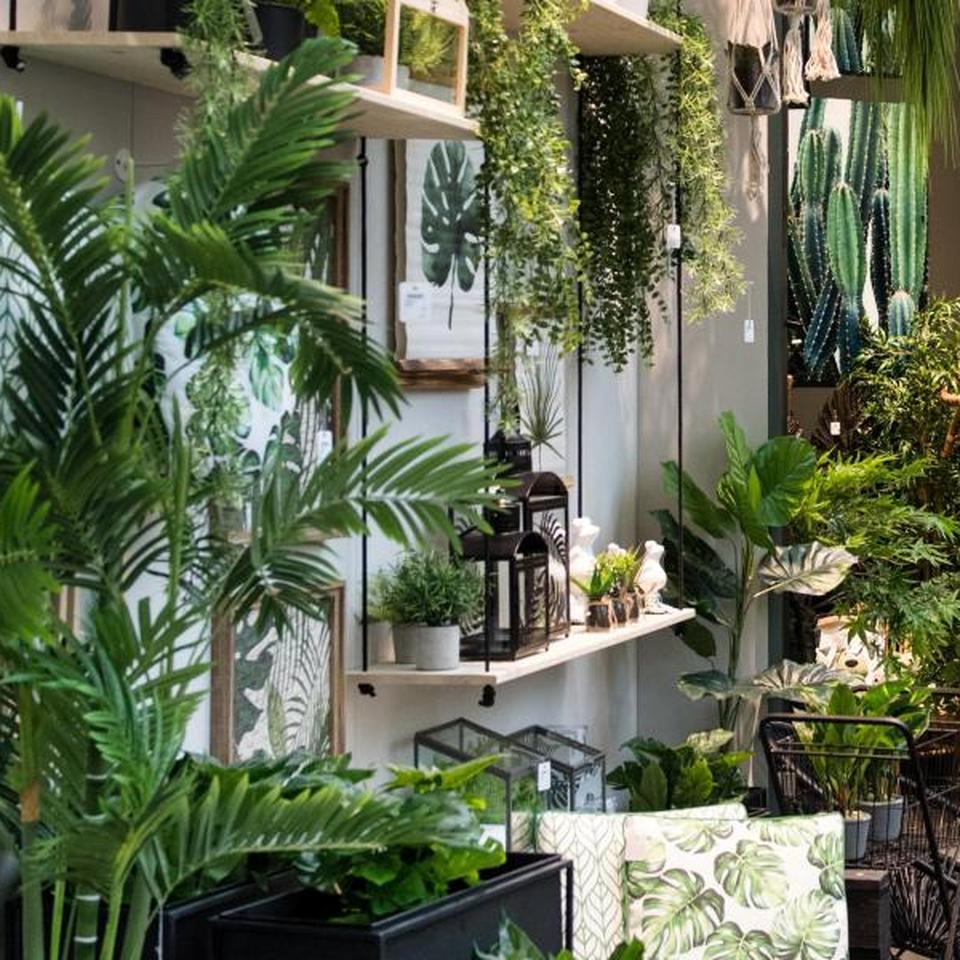 Dschungel im Wohnzimmer: Mit Zimmerpflanzen kommt Natur ins Haus | DIE ZEIT