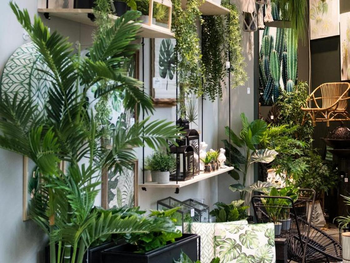 Dschungel im Wohnzimmer: Mit Zimmerpflanzen kommt Natur ins Haus | DIE ZEIT