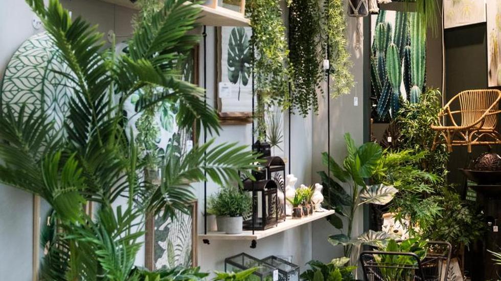 Dschungel im Wohnzimmer Mit Zimmerpflanzen kommt Natur ins Haus ZEIT
