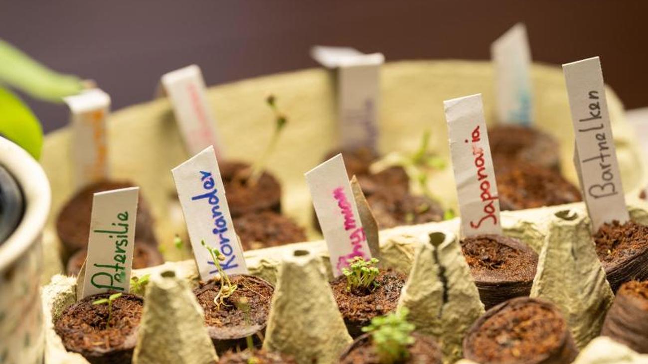 Grünes Projekt für Kinder: Kräuter für Mini-Garten vorziehen | ZEIT ONLINE