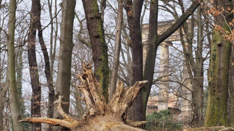 Denkm ler Klimawandel Bringt Parks Von Potsdam Sanssouci In Bedr ngnis 