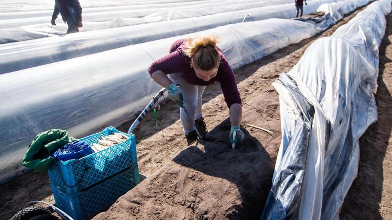 Agrar Start in die Spargelsaison Hof Denissen beginnt mit Ernte