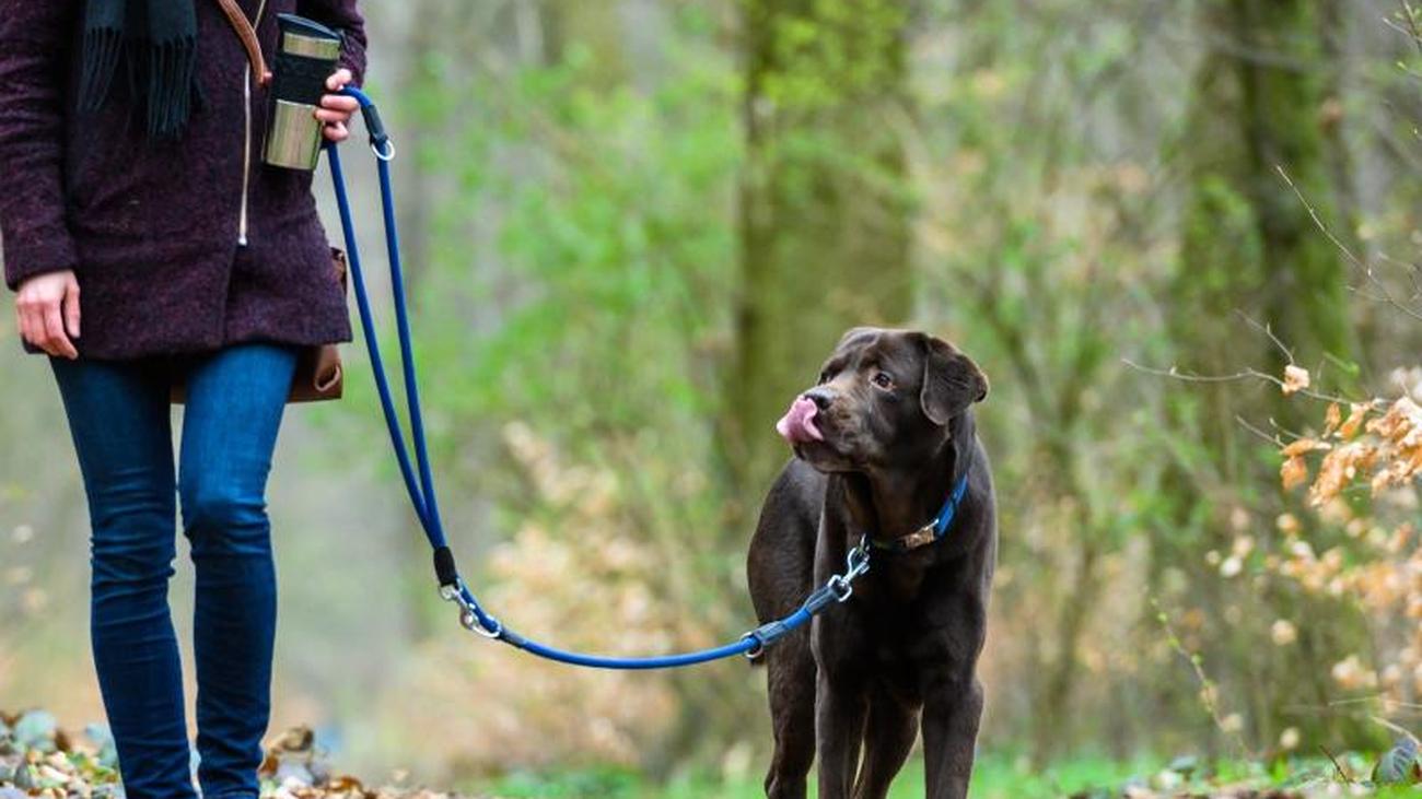 Notfälle Mehr Hunde in SachsenAnhalt registriert ZEIT ONLINE