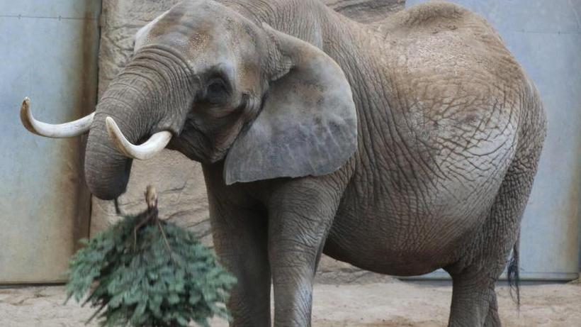 Picture of elephant