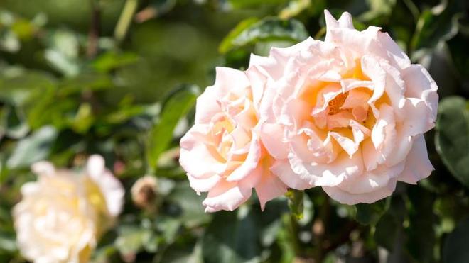 Altes Hausmittel: Milch und Wasser gegen Pilze: Rosen vorbeugend besprhen  | DIE ZEIT
