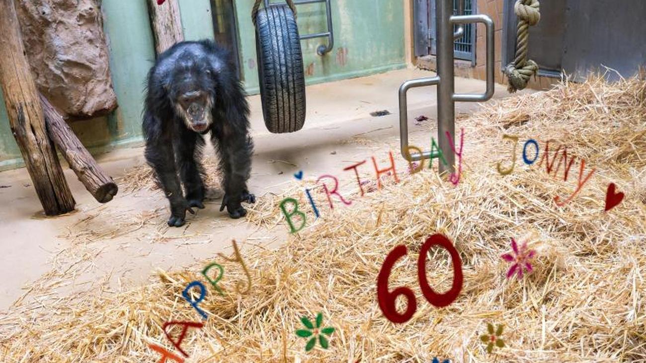 Tiere Einer Der Altesten Schimpansen Lebt Im Zoo Saarbrucken Zeit Online